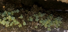 Saxifragales