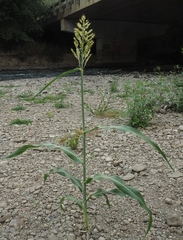 Sorghum