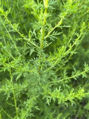 Artemisia annua