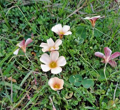 Oxalis obtusa
