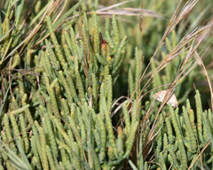 Salicornia