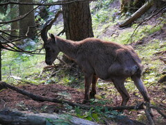 Capra ibex