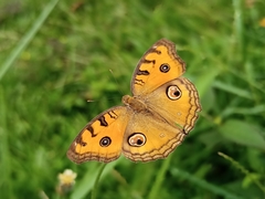 Junonia almana