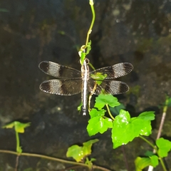 Neurothemis tullia