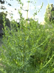 Artemisia annua