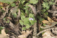 Campanula trachelium