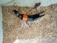 Carcinophora americana