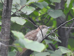 Coccyzus erythropthalmus