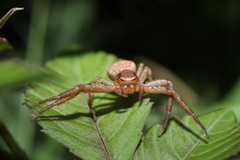 Xysticus ephippiatus