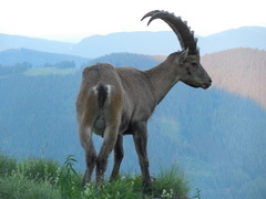 Capra ibex