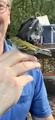 Setophaga pensylvanica