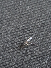 Aedes albopictus