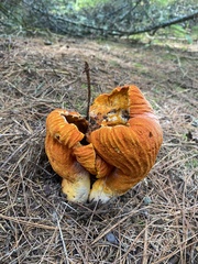Hypomyces lactifluorum