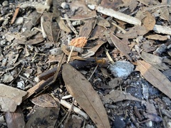 Camponotus floridanus