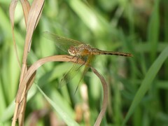 Sympetrum costiferum