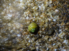 Littorina