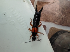 Carcinophora americana