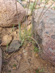 Asparagales
