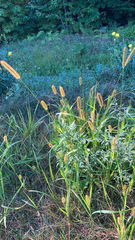 Setaria pumila