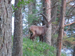 Capra ibex