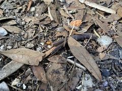 Camponotus floridanus