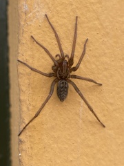Eratigena atrica