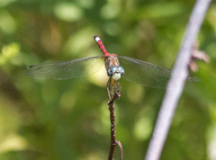 Sympetrum ambiguum