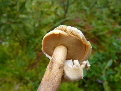 Suillus salmonicolor