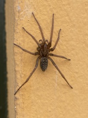 Eratigena atrica