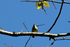 Phylloscartes ventralis