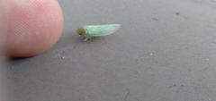 Gyponana