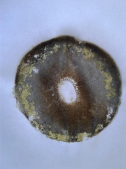 Gyroporus castaneus