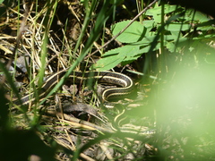 Thamnophis radix