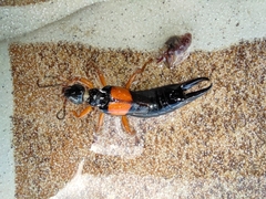 Carcinophora americana