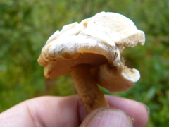 Suillus salmonicolor