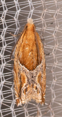 Ancylis comptana