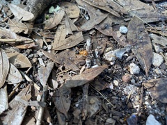 Camponotus floridanus