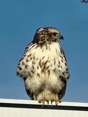 Buteo platypterus