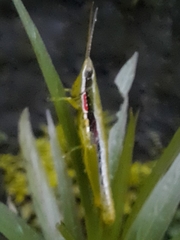 Neorthacris