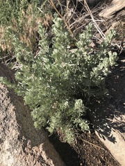Artemisia tridentata