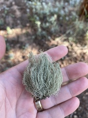 Usnea hirta