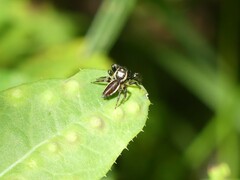 Eris militaris