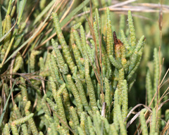 Salicornia