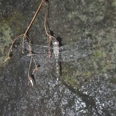 Bradinopyga geminata