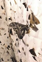 Rothschildia cinctus