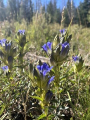 Gentiana parryi