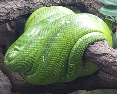 Morelia viridis