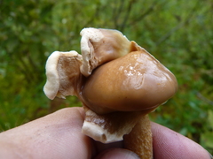 Suillus salmonicolor