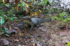 Varanus salvator macromaculatus