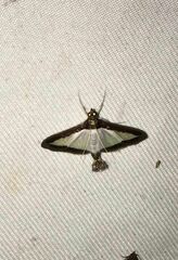 Diaphania hyalinata